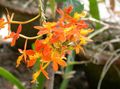 Foto Grasig Knopf Orchidee Topfblumen wächst und Merkmale