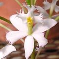 Photo Herbaceous Plant Buttonhole Orchid Indoor Plants, House Flowers growing and characteristics