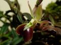 Foto Grasig Knopf Orchidee Topfblumen wächst und Merkmale