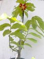 Photo Tree Calabao Indoor Plants, House Flowers growing and characteristics