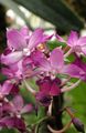 Photo Herbaceous Plant Calanthe Indoor Plants, House Flowers growing and characteristics