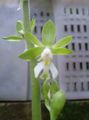 Photo Herbaceous Plant Calanthe Indoor Plants, House Flowers growing and characteristics