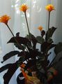Foto Grasig Calathea, Zebra Pflanze, Pfau Pflanze Topfblumen wächst und Merkmale