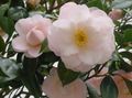 Photo Tree Camellia Indoor Plants, House Flowers growing and characteristics