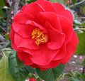 червоний Кімнатні Рослини, Домашні Квіти Камелія дерево, Camellia характеристика, Фото