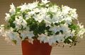 Photo Hanging Plant Campanula, Bellflower  growing and characteristics