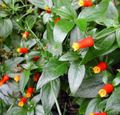 kırmızı Kapalı bitkiler, Evin çiçekler Şeker Mısır Asma, Kestane Fişeği Bitki tropik sarmaşık, Manettia özellikleri, fotoğraf