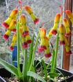 Photo Herbaceous Plant Cape Cowslip Indoor Plants, House Flowers growing and characteristics