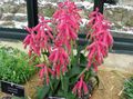 pink Indoor Plants, House Flowers Cape Cowslip herbaceous plant, Lachenalia characteristics, Photo