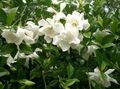 balts Māja Ziedi Cape Jasmīns krūms, Gardenia raksturlielumi, Foto