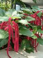 red Indoor Plants, House Flowers Cat Tail, Chenille Plant, Red Hot Cattail, Foxtail, Red Hot Poker shrub, Acalypha hispida characteristics, Photo