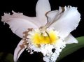 Photo Herbaceous Plant Cattleya Orchid Indoor Plants, House Flowers growing and characteristics