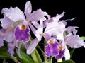 Foto Grasig Cattleya Orchidee Topfblumen wächst und Merkmale