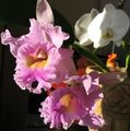 Photo Herbaceous Plant Cattleya Orchid Indoor Plants, House Flowers growing and characteristics
