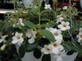 λευκό Εσωτερικά λουλούδια Κεντρικής Αμερικής Καμπανούλα αιωρούμενα, Codonanthe χαρακτηριστικά, φωτογραφία