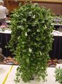 hvit Innendørs Planter, Huset Blomster Sentrale Amerikanske Bellflower hengende plante, Codonanthe kjennetegn, Bilde