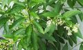 Photo Shrub Cestrum Indoor Plants, House Flowers growing and characteristics