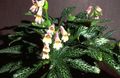 Photo Herbaceous Plant Chirita Indoor Plants, House Flowers growing and characteristics