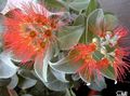 Photo  Christmas tree, Pohutukawa Indoor Plants, House Flowers growing and characteristics