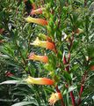 Photo Shrub Cigarette Plant Indoor Plants, House Flowers growing and characteristics