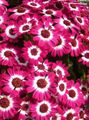 Photo Herbaceous Plant Cineraria cruenta Indoor Plants, House Flowers growing and characteristics