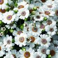 Photo Herbaceous Plant Cineraria cruenta Indoor Plants, House Flowers growing and characteristics