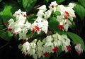 Photo Shrub Clerodendron Indoor Plants, House Flowers growing and characteristics