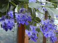 šviesiai mėlynas Vidinis augalai, Namas Gėlės Clerodendron krūmas, Clerodendrum charakteristikos, Nuotrauka