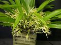 Photo Herbaceous Plant Coconut Pie Orchid Indoor Plants, House Flowers growing and characteristics