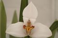 Foto Grasig Coconut Pie Orchidee Topfblumen wächst und Merkmale