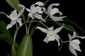 Photo Herbaceous Plant Coelogyne Indoor Plants, House Flowers growing and characteristics