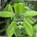 verde Flores de salón Coelogyne herbáceas características, Foto