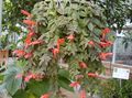 Photo  Columnea, Norse Fire Plant, Goldfish Vine Indoor Plants, House Flowers growing and characteristics
