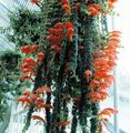 red Indoor Plants, House Flowers Columnea, Norse Fire Plant, Goldfish Vine characteristics, Photo