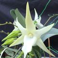 Photo Herbaceous Plant Comet Orchid, Star of Bethlehem Orchid Indoor Plants, House Flowers growing and characteristics