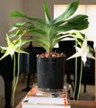 valkoinen Sisäkukat Komeetta Orkidea, Betlehemin Tähti Orkidea ruohokasvi, Angraecum ominaisuudet, kuva