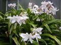 white Indoor Plants, House Flowers Crinum herbaceous plant characteristics, Photo