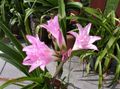 pink Indoor Plants, House Flowers Crinum herbaceous plant characteristics, Photo