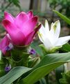 Photo Herbaceous Plant Curcuma Indoor Plants, House Flowers growing and characteristics