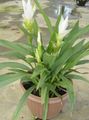 Photo Herbaceous Plant Curcuma Indoor Plants, House Flowers growing and characteristics