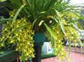 Photo Herbaceous Plant Cymbidium Indoor Plants, House Flowers growing and characteristics