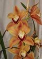 Photo Herbaceous Plant Cymbidium Indoor Plants, House Flowers growing and characteristics