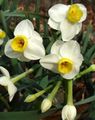 Photo Herbaceous Plant Daffodils, Daffy Down Dilly Indoor Plants, House Flowers growing and characteristics