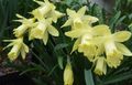 gelb Topfblumen Narzissen, Daffy Unten Dilly grasig, Narcissus Merkmale, Foto