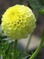 Photo Herbaceous Plant Dahlia Indoor Plants, House Flowers growing and characteristics