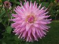Photo Herbaceous Plant Dahlia Indoor Plants, House Flowers growing and characteristics