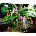 Photo Herbaceous Plant Dancing Lady Indoor Plants, House Flowers growing and characteristics