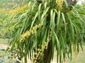 Foto Grasig Tanzendame Orchidee, Cedros Biene, Leoparden Orchidee Topfblumen wächst und Merkmale