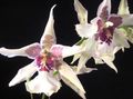 Foto Grasig Tanzendame Orchidee, Cedros Biene, Leoparden Orchidee Topfblumen wächst und Merkmale