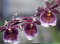 Photo Herbaceous Plant Dancing Lady Orchid, Cedros Bee, Leopard Orchid Indoor Plants, House Flowers growing and characteristics